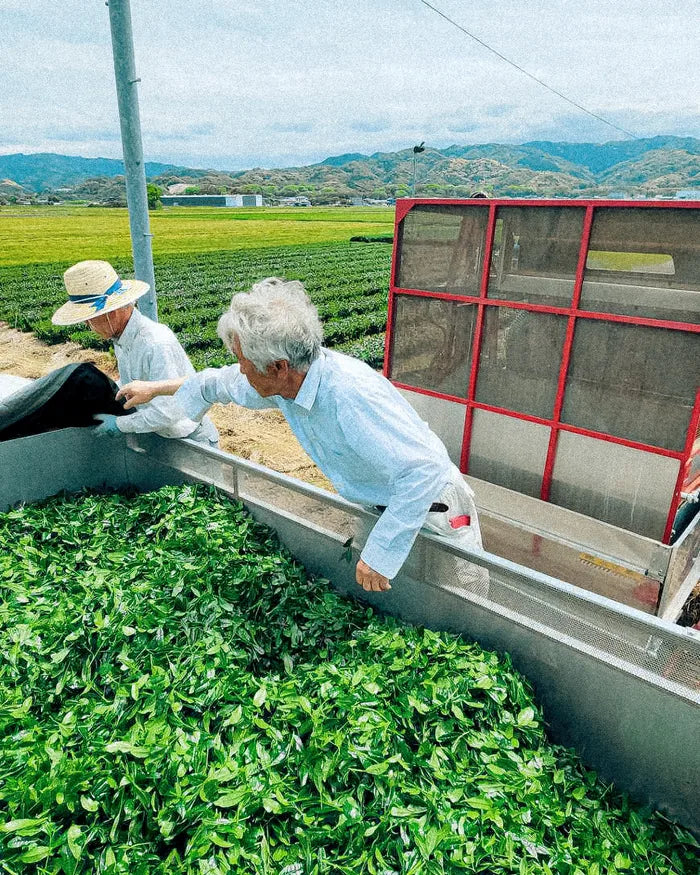 Tea being sorted outdoors at the source in Japan